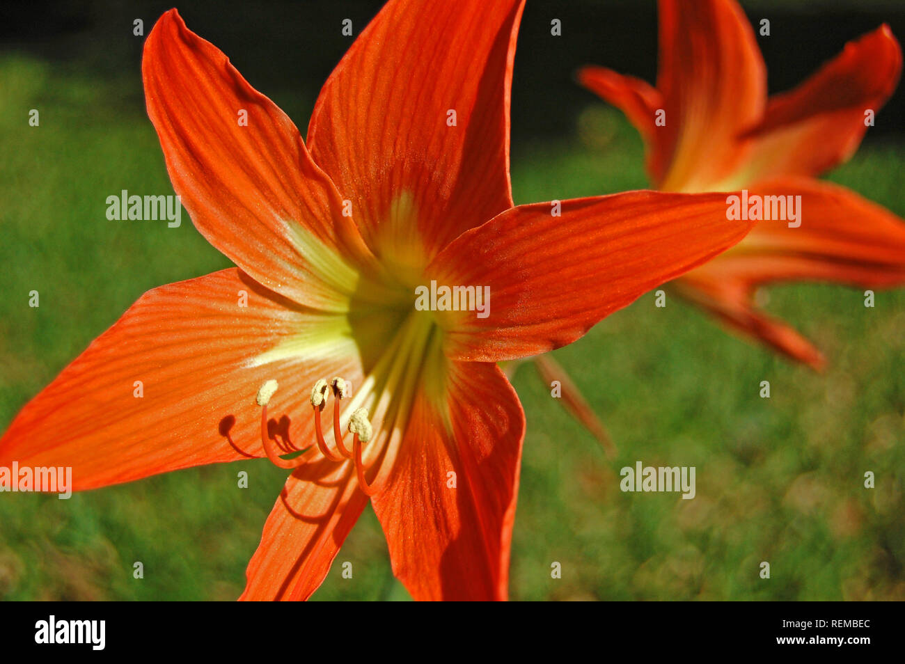Amarillis close up, red flower Stock Photo