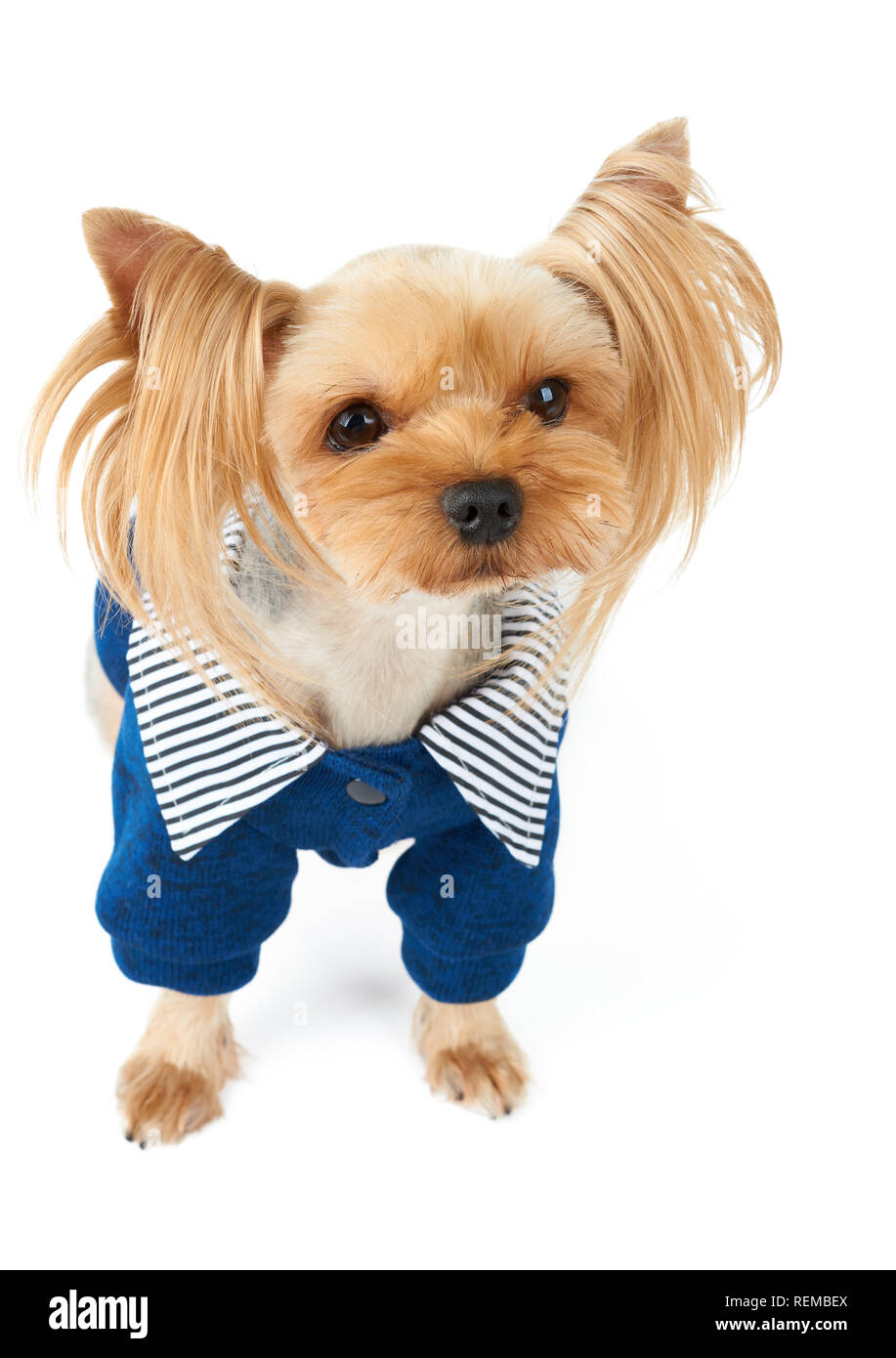 One Yorkshire Terrier in blue pet jacket isolated on white Stock Photo ...