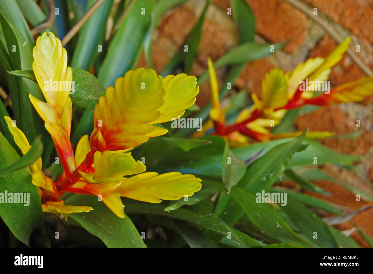 Yellow bromelia hi-res stock and images -