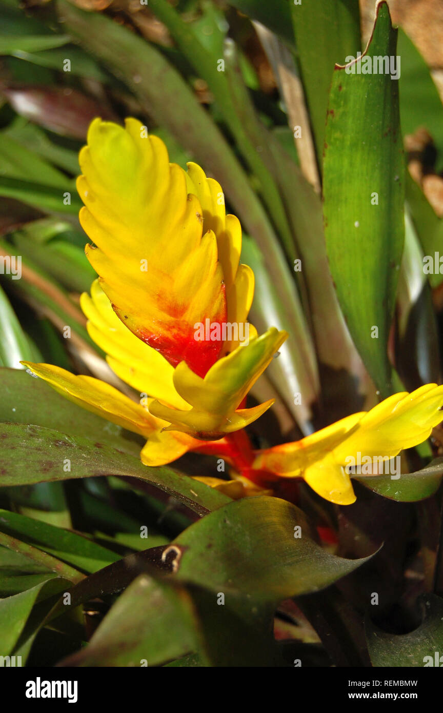 Yellow bromelia Stock Photo
