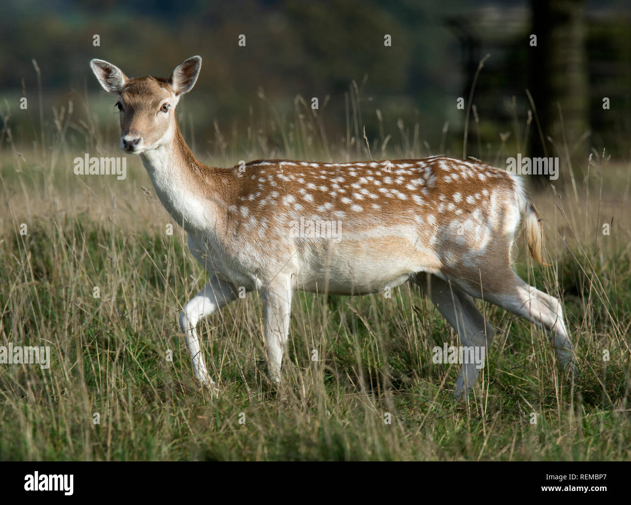 Female Spotty Fallow deer, Dama dama, Fountains Abbey, North Yorkshire, England, UK Stock Photo