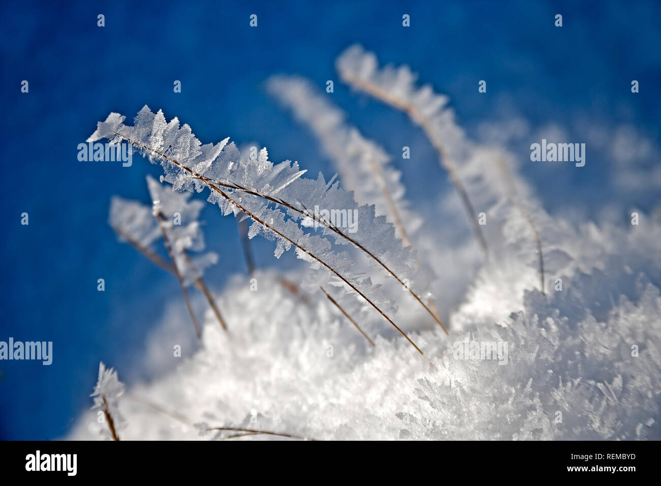 Snow flakes on tall grass closeup with shallow depth of field. Fragility of life concept. Stock Photo