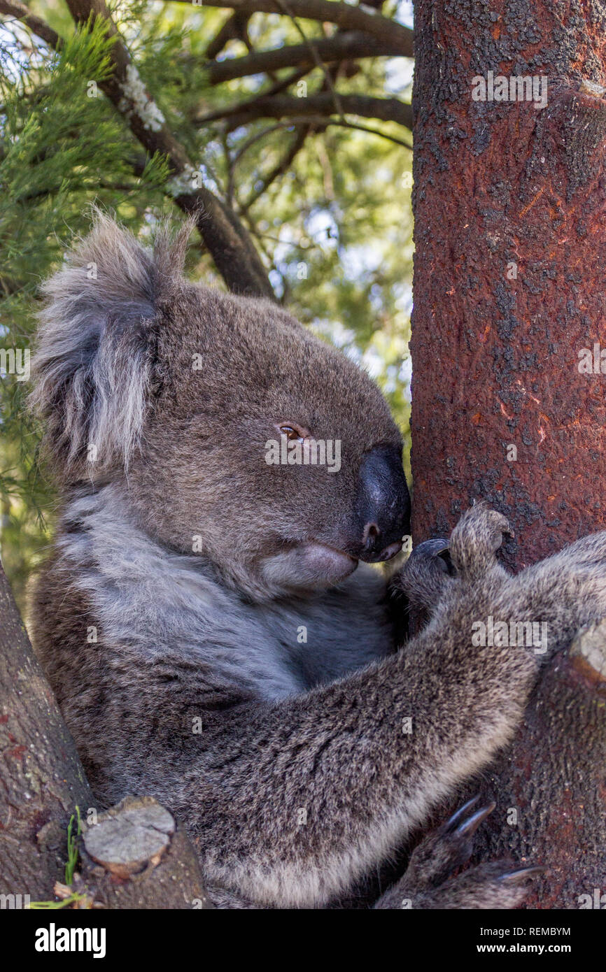 wild Koala Bear in a tree at the Mt Lofty walk, South Australia Stock Photo