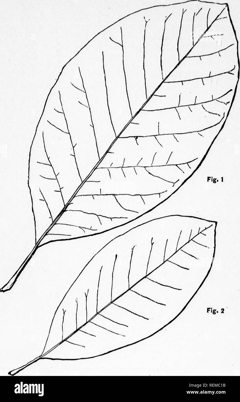 . The trees of Northeastern America [microform] : illustrations from original sketches. Trees; Leaves; Arbres; Feuilles. Magnolia. M.. Fig:. I.-Cucumber Tree. (M. acuminata, L.) Fig. 2.-Sweet Bay. (M. glauca, L.) NATURAL SIZE.. Please note that these images are extracted from scanned page images that may have been digitally enhanced for readability - coloration and appearance of these illustrations may not perfectly resemble the original work.. Newhall, Charles S. (Charles Stedman), 1842-1935. New York; London : G. P. Putnam's Sons Stock Photo