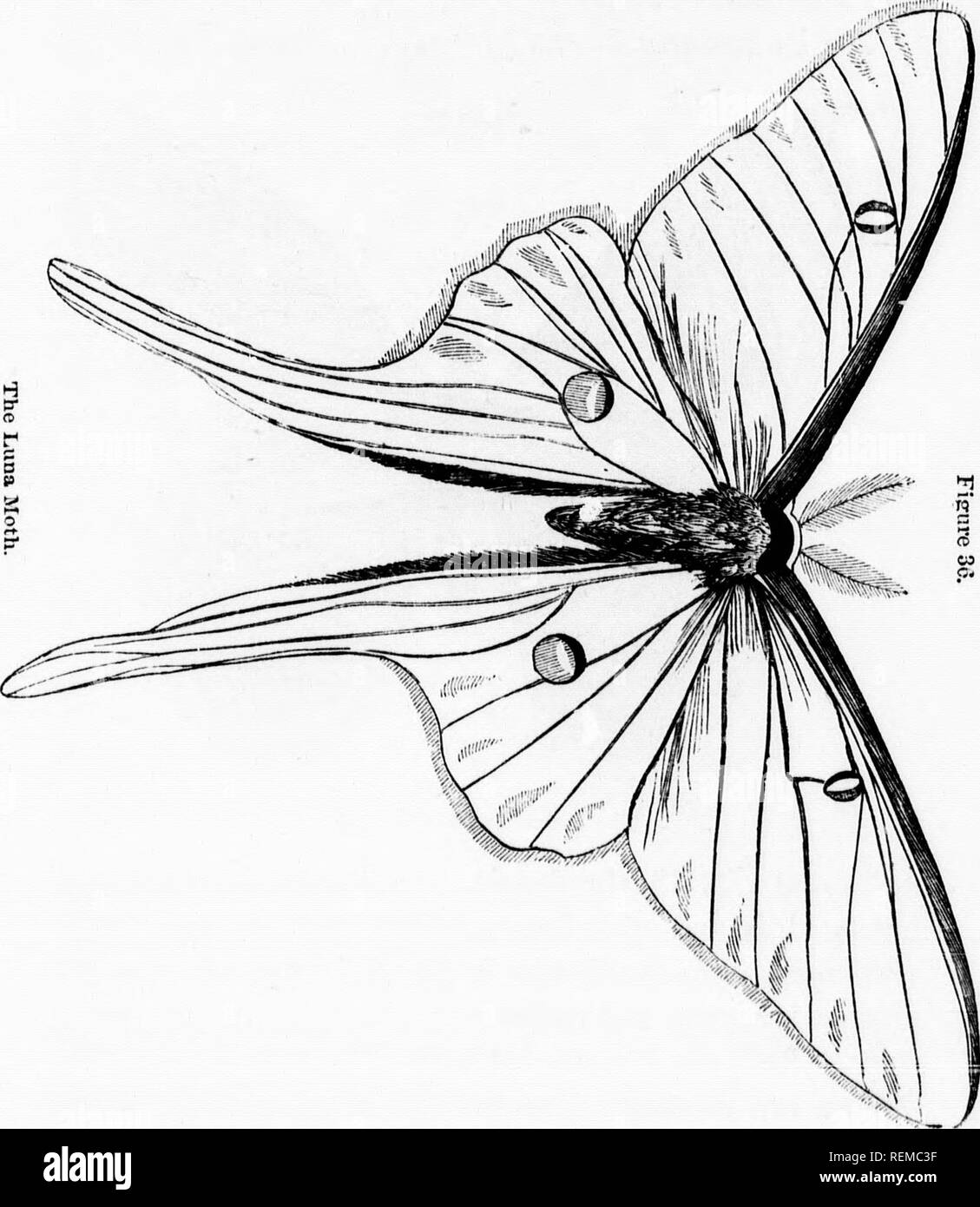 The Life Of North American Insects Microform Insects Insectes Order Iv Moths And Butterflies 161 Tains Much Silk And Toward Winter Falls To The Ground With The Dry Leaves There It The Life Of North American Insects Microform Insects Insectes Order Iv Moths And Butterflies 161 Tains Much Silk And Toward Winter Falls To The Ground With The Dry Leaves There It