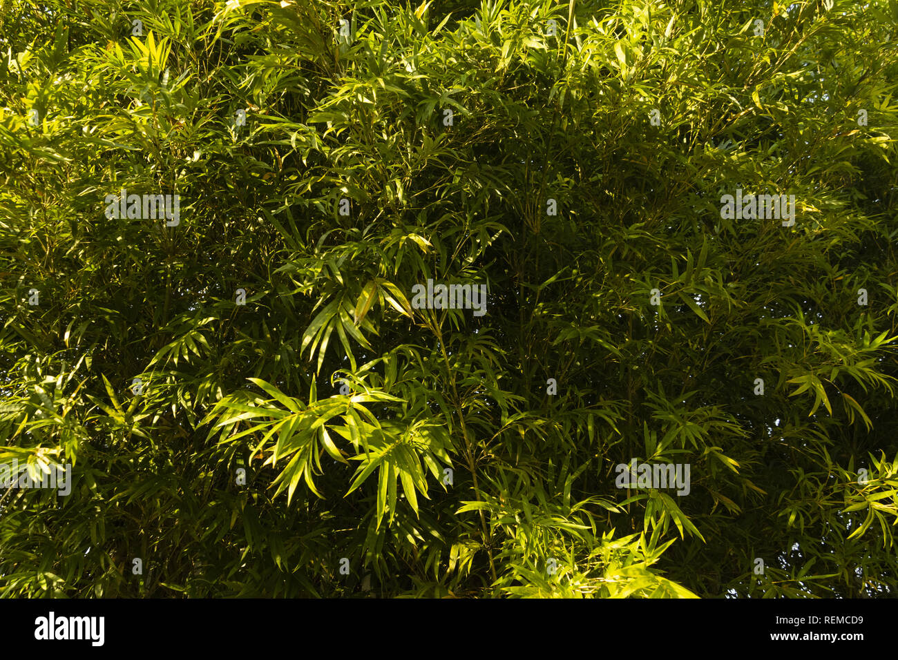 Green Leaves Texture Background Stock Photo Alamy green-leaves-texture-background-stock-photo-alamy
