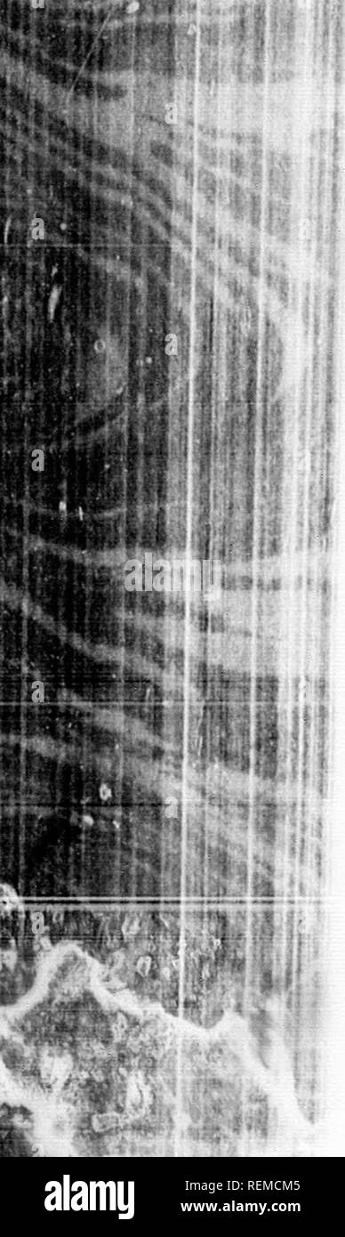 . The illustrated natural history [microform]. Reptiles; Fishes; Mollusks; Natural history; Reptiles; Poissons; Mollusques; Sciences naturelles. I) ..â¢ 618 THE PARROT'S-BEAK BARNACLE. |i'- m. Jhe'l.ami. &quot;&quot;'^ '&quot;&quot;''^ &quot;&quot;^ ''' '''&quot; &quot;&quot;^'^ *''' ^''^^^ &quot;^^'^'^ &quot;^^ Barnacles were lifted np hy a h.ml!l&quot;Jn boatman who had picked up the lojr while fishing, and had ingeniously built a tiough to receive the log, a tank of sea water to supply the trou-h and a kind rf fpl iZ'Zil &quot;&quot; ' %?''^^ '^&quot;r r^^ '-^&quot;'^ '^'' '^S toje'ther, w Stock Photo