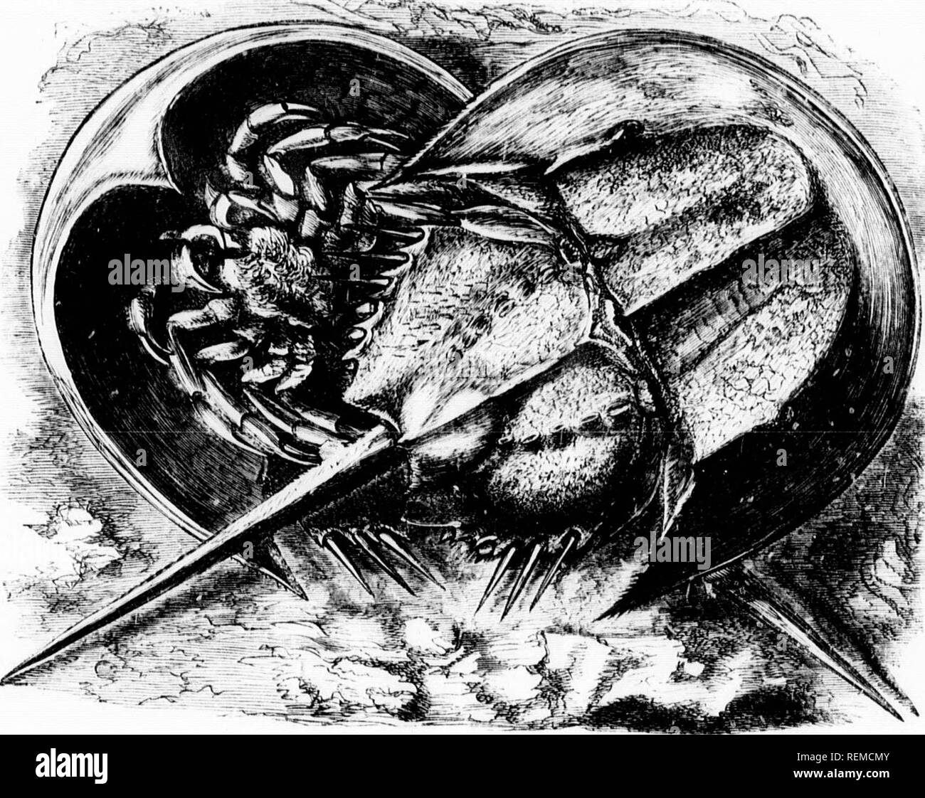 . The illustrated natural history [microform]. Reptiles; Fishes; Mollusks; Natural history; Reptiles; Poissons; Mollusques; Sciences naturelles. I.OX(i TAILKI) .Mol.liCA iH.Ui.âl.imutut luii  â siuiius .Sinuigo ns aro tliosc hahits, thoro is still a kind âf ana],.-v Nvilh nthrr niu,|rs ..faninrd lie. Uiipa-o (,-., IS incntmn,.,! fho cnrious lidl,. cnistac'.an wiiidi icsi.l.s witlu,, tl,r body ot 11 iHTm.. and in tli.. ],ivs,.i,| iustanr.. tli.MV is an evident anale-v with (ii,. v;iriuu^ pulls and tlirir inlia.Intants, tJie eells oj' the I'hnxicjiilidium hein-- in' lact tlir &lt;'M. &quot;^ &qu Stock Photo