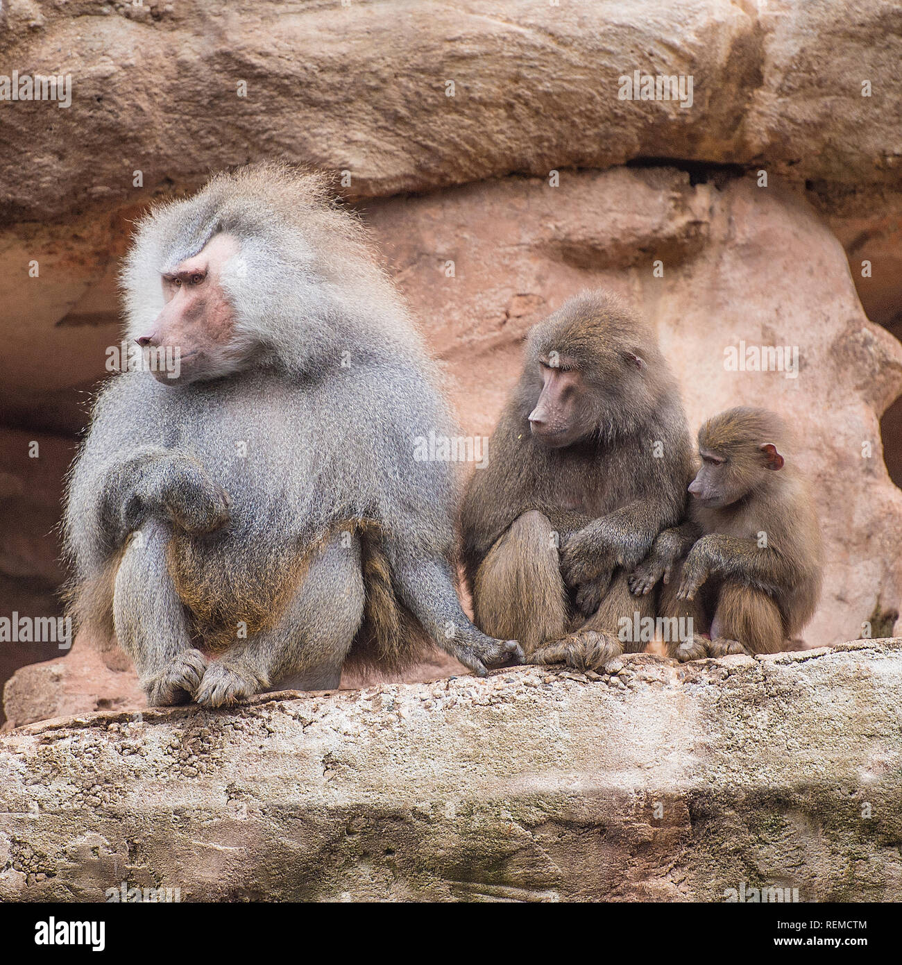 Hamadryas baboon (Papio hamadryas) Stock Photo