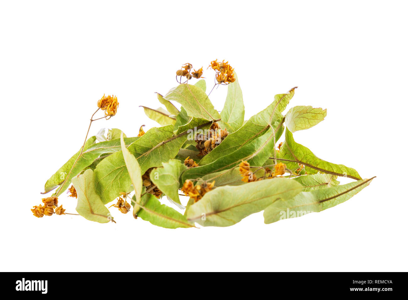Linden flowers tree isolated on white background. Stock Photo