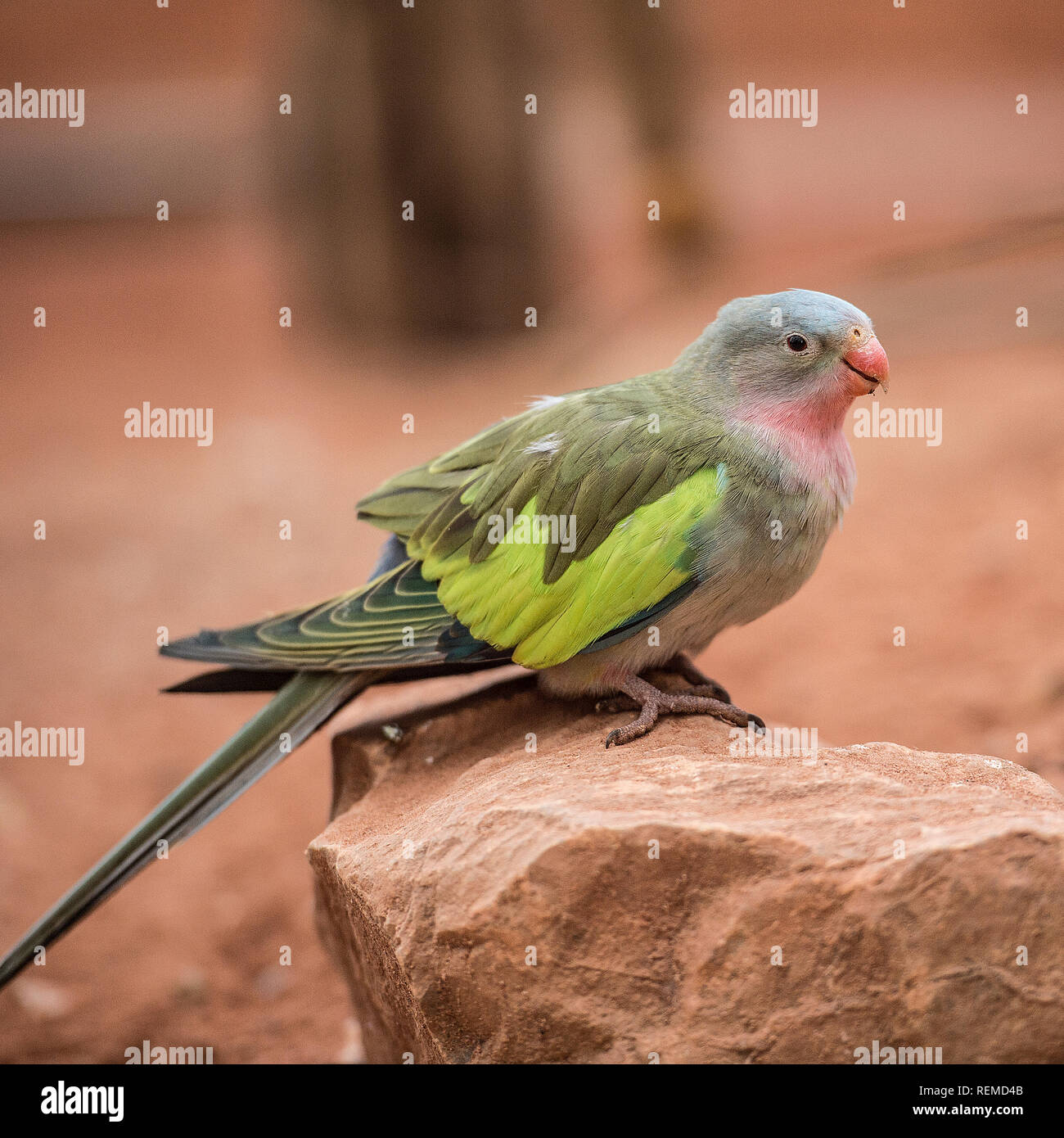 Princess of Wales parakeet (Polytelis alexandrae) Stock Photo