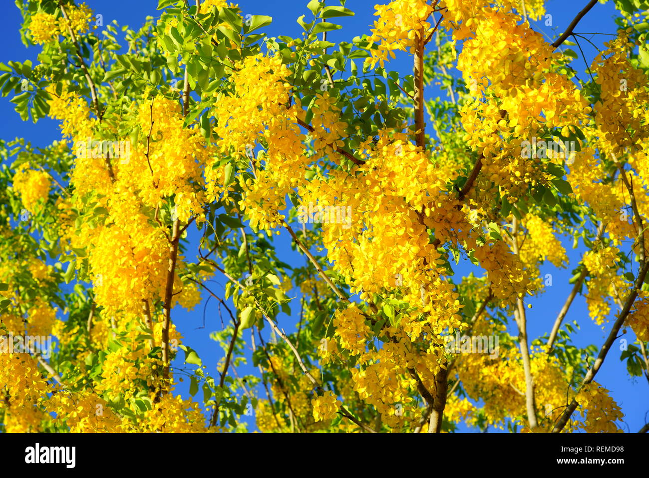 Bright yellow flowers of the Golden Shower tree (Cassia fistula) Stock Photo