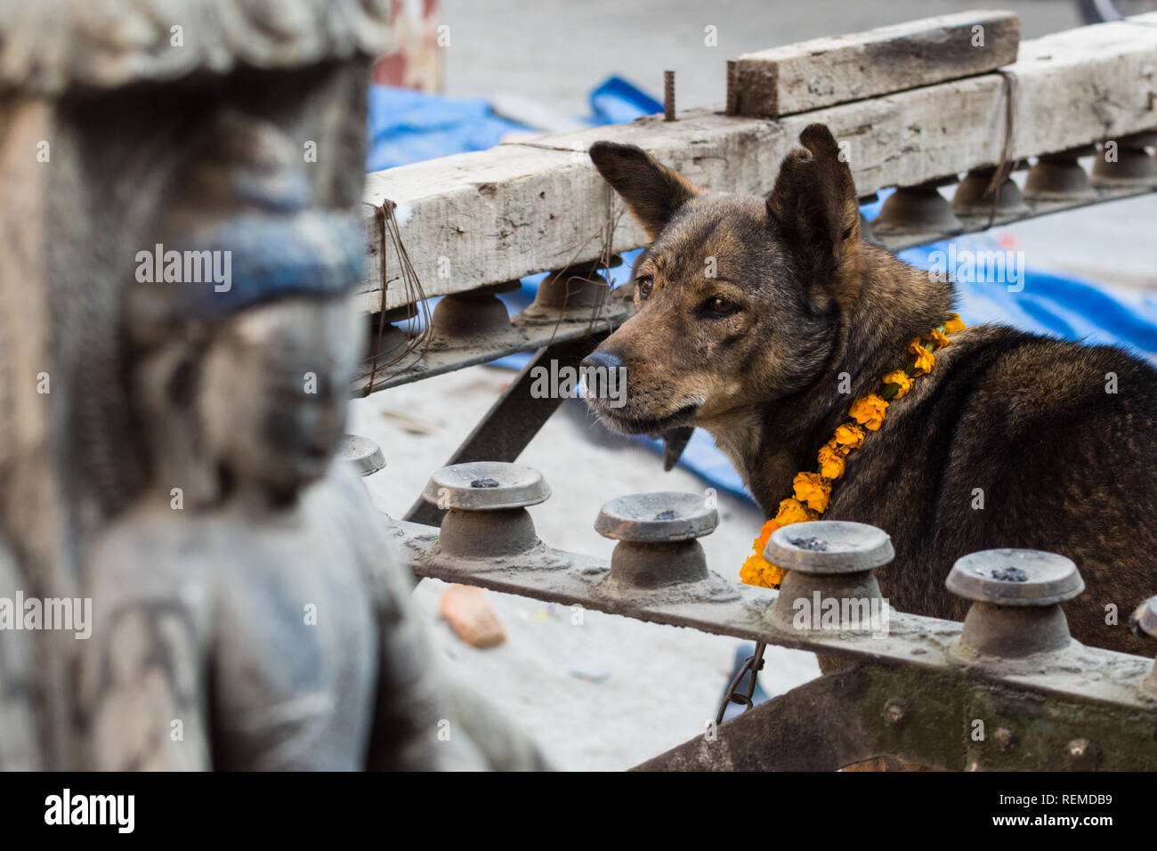Street dog with a marigold flower necklace during Kukur Tihar at Kathesimbhu stupa, Kathmandu, Nepal Stock Photo