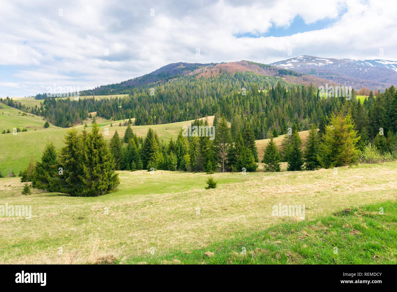 beautiful springtime landscape in mountains. spruce forest on a grassy meadow. spots of snow on the distant ridge. cloudy day Stock Photo