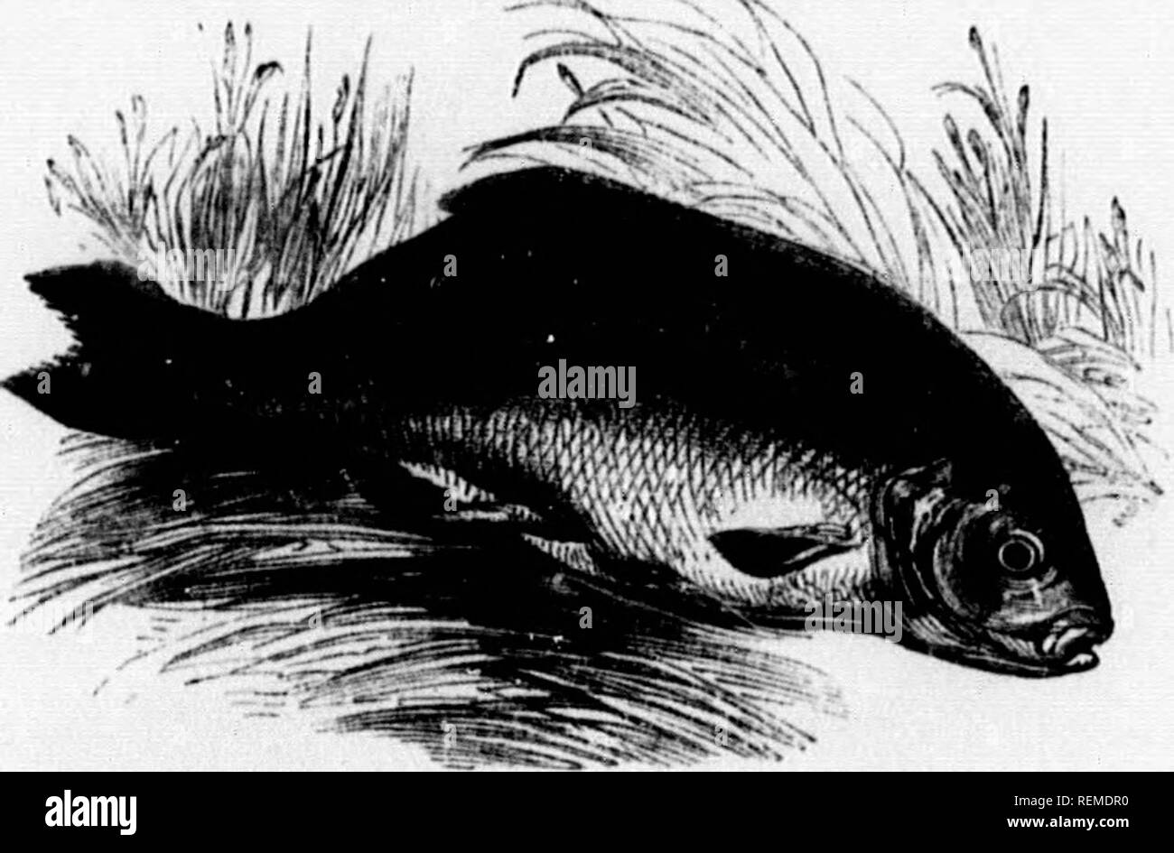 . The illustrated natural history [microform]. Natural history; Sciences naturelles. —(Gr. 'Afipa/xls, a Bream.) Brama (Lat.) t/te Bream. id and Westmoreland. r in proportion to its ords excellent sport to gorously when hooked, ig this fish is by pro- day or two previous ; and bite freely at a ere accustomed to be Ited them for winter ve inches, nor is it of like those of the carp, uggish than that fish. i of ponds, where the NATURAL HISTOBY. TiNCA.—(Lat. a Tench.) 427. Vulgaris (Lat. cominou), the Tendi. 1 ^v^w tliifklv Roeet gives an account of a Tench that huf L?n ta£ out of I pond almost f Stock Photo