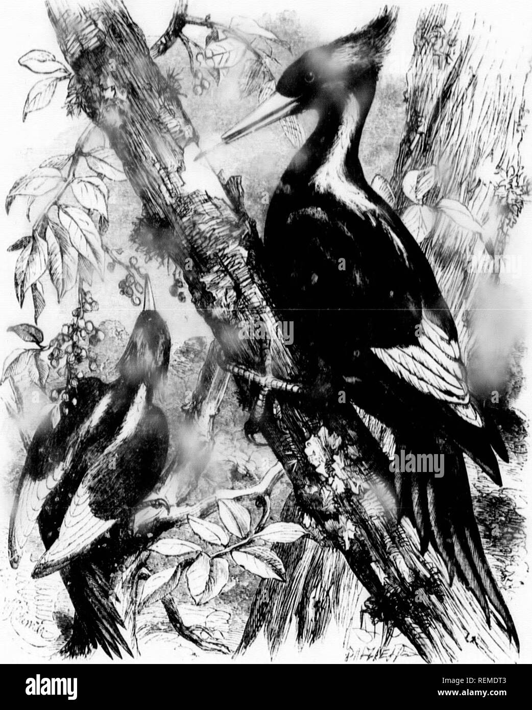 Vtility Ss lip Black and White Stock Photos & Images - Alamy