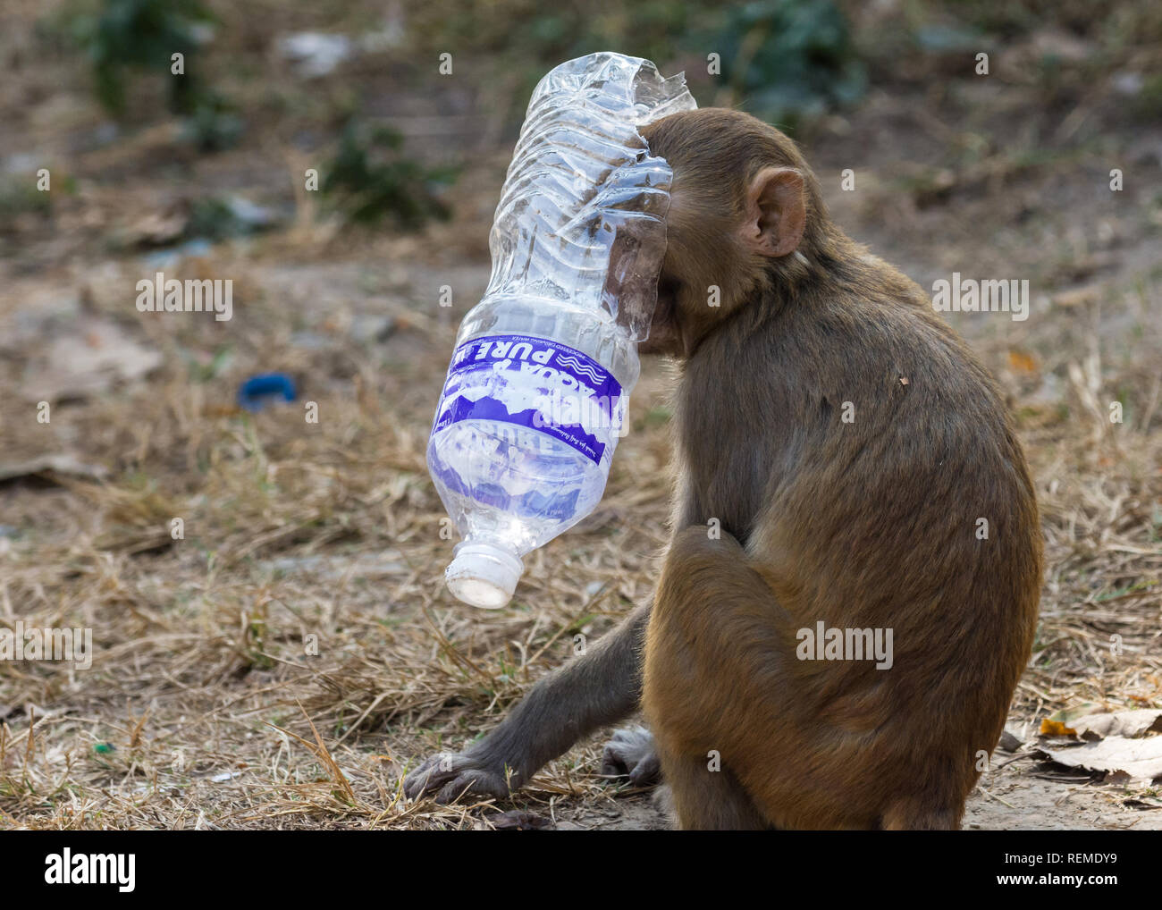 rhesus-macaque-macaca-mulatta-monkey-with-a-water-plastic-bottle-covering-its-head-swayambhunath-nepal-REMDY9.jpg