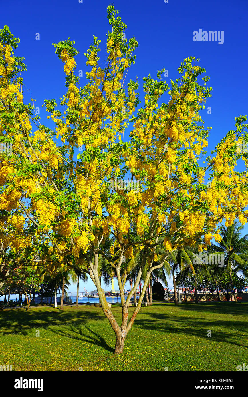 Bright yellow flowers of the Golden Shower tree (Cassia fistula) Stock Photo