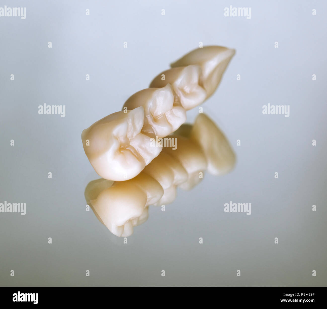 Ceramic zirconia teeth Stock Photo Alamy