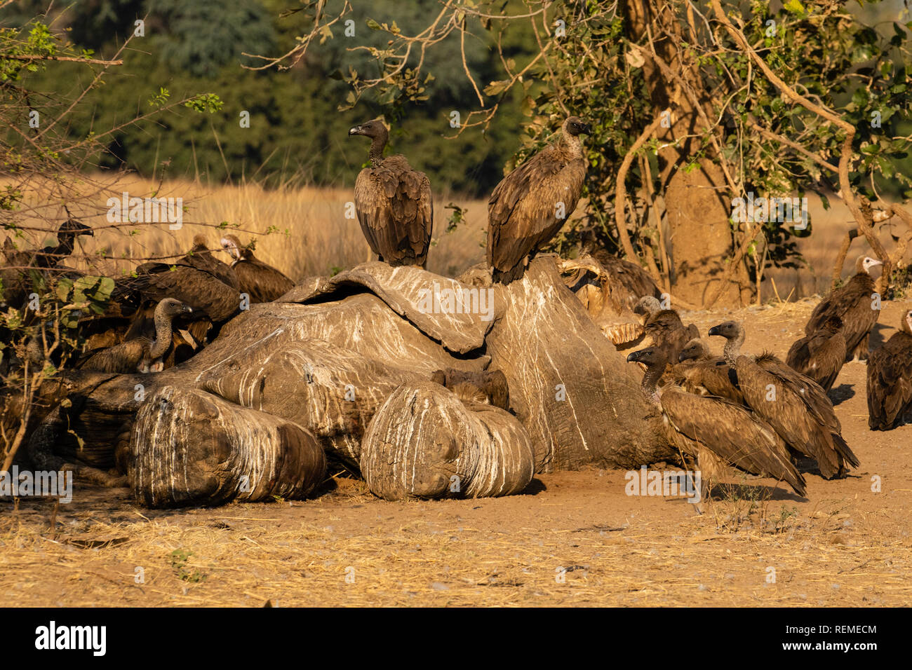 The carcass of a dead African Elephant being scavenged by Vultures in South Luangwa National Park Stock Photo