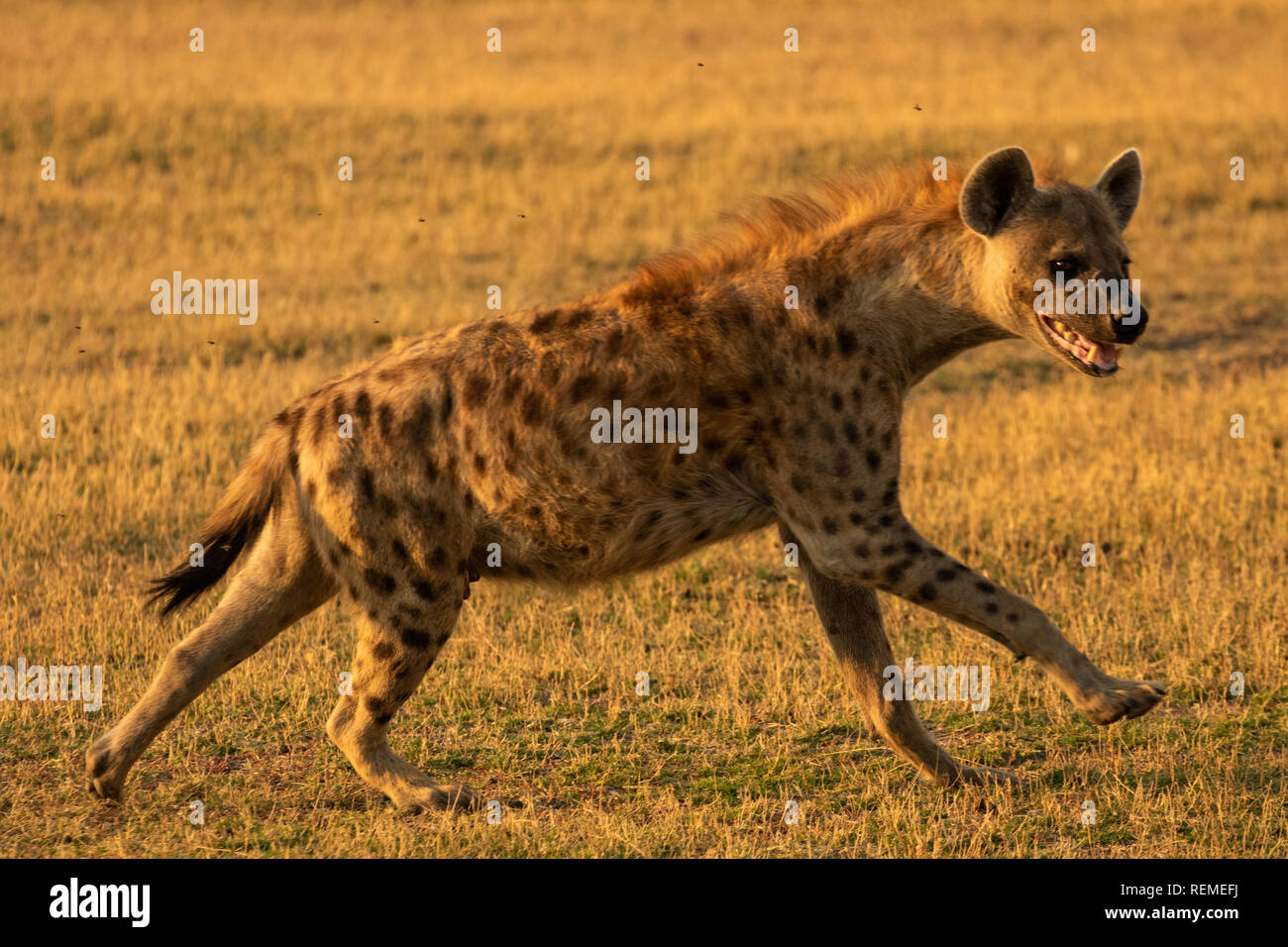 Hyena running hi-res stock photography and images - Alamy