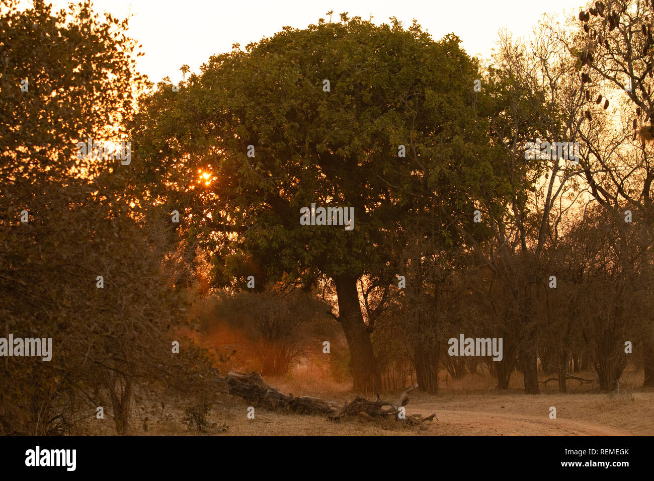 Sunset seen through the trees in South Luangwa National Park Zambia Stock Photo