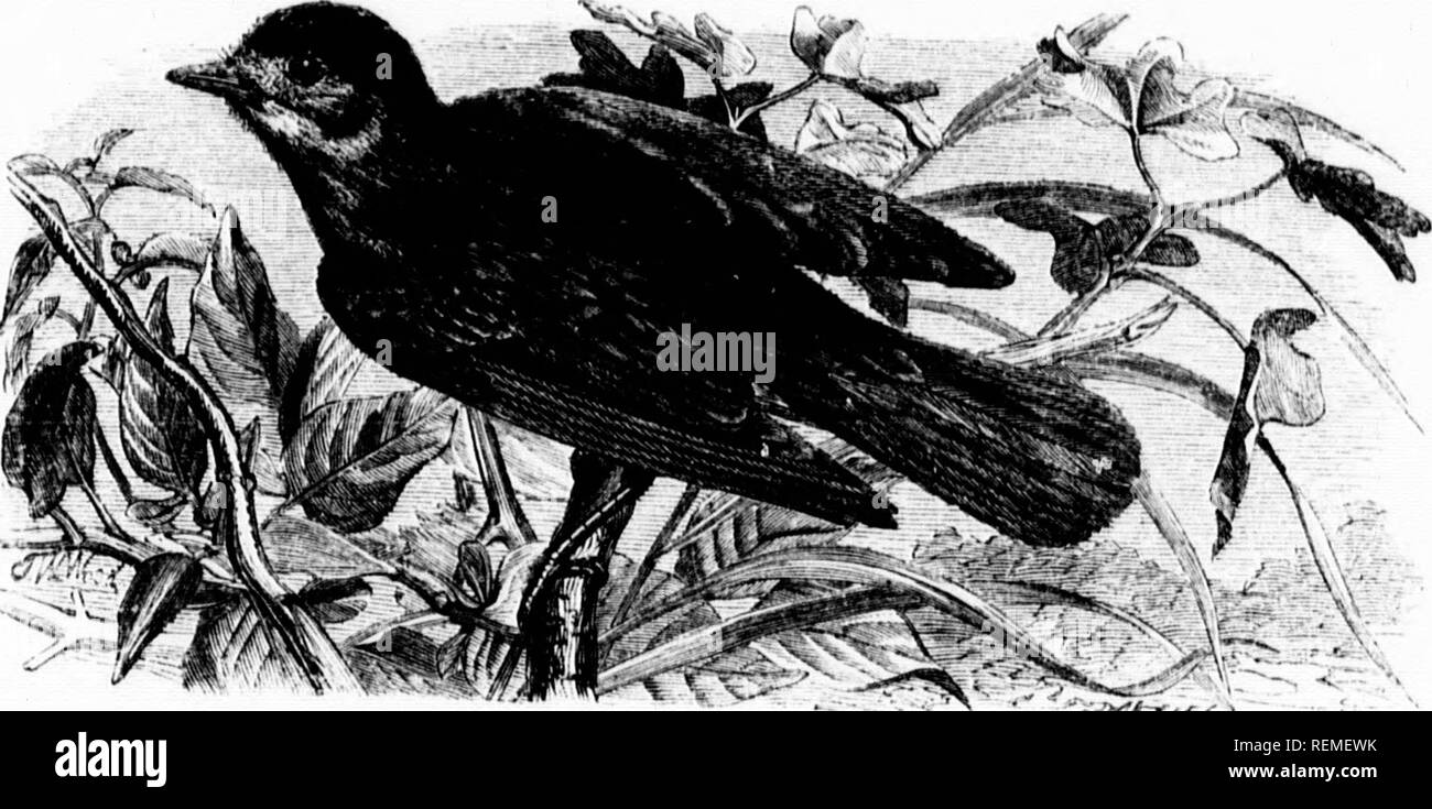 . The illustrated natural history [microform]. Birds; Natural history; Oiseaux; Sciences naturelles. !81 ROX(i (IK THK lll.AOKCAr WAIIIII.KI;. i;:::^;:;? s;;i,â¢,;;i;;;;i.;i;:i-i;;:'::;,;: ^;?v?:&quot;^&quot;^ Â«(&gt;f &quot;;:;^. ';:rH' ^:&quot;iâ¢!t .i.iÂ» i,w i, .oil &lt;u,c,.iââ,i,,; InTMS't;, t l-li;:;';,;;;&quot;:,;;, â :''- Â»'Â«'&quot;â¢ ^i- Â»oâ,. â, 'â 'â¢â 'â &quot;â¢ &quot;'â &quot;&quot;â '-&quot;^&quot;&quot;&quot; '&lt;&quot;â â -'- .m.v'il&quot;i,.';N,u,i' &quot;wl:Â«fu;:7:s';':^Tim:r';;; (51 ill. '^J^^x-cv HI.M-KCAl' â¢ V.liaM:i{, .&lt;jy,.,-â âln,;,i,llln. ! i' ^vhu^^l it e Stock Photo