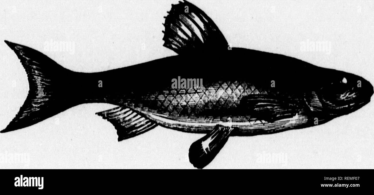 Northern fishes Black and White Stock Photos & Images - Page 2 - Alamy