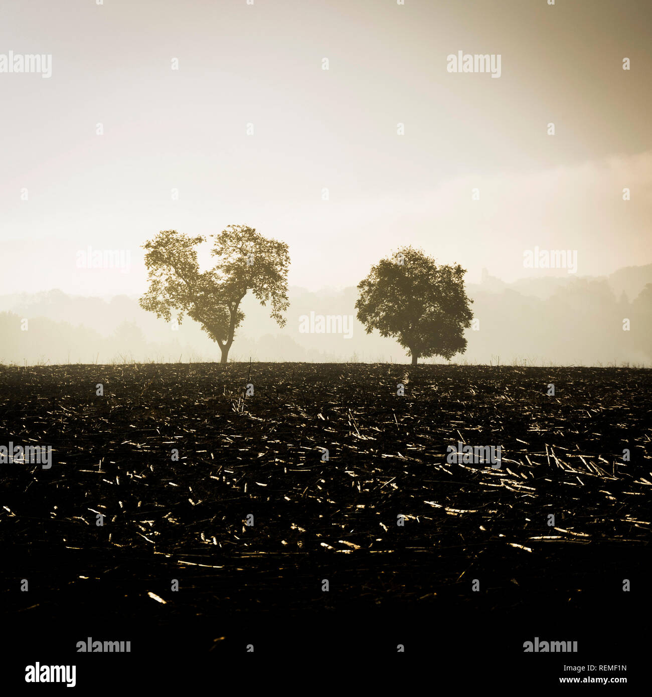 Polaroid effect of trees in countryside Stock Photo