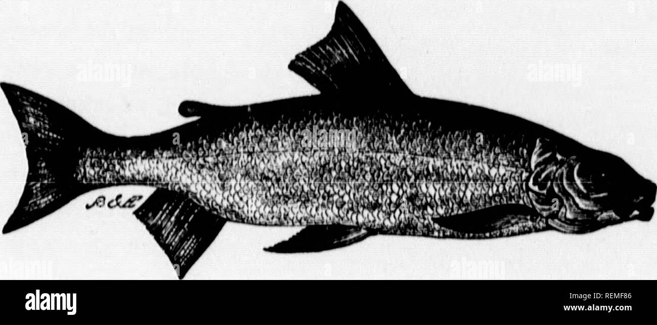. Frank Forester's fish and fishing of the United States and British provinces of North America [microform] : illustrated from nature. Fishing; Fishes; Pêche sportive; Poissons. 'ft BALMONIDil!. 141 ABDOMINAL MALACOl'TEUYGII. SALMON ID JS.. THE WHITE-FISH. ATTIHAWMEO Coiegonus Albua; Le Sueur, Cuvier. This and the succeeding fish are the last two of the Salmon family, and the only two of their own peculiar sub-genus found within the limits of the United States and British Provinces, although there are Bcveral other species in the Arctic regions. In Europe they have several equivalents which ar Stock Photo