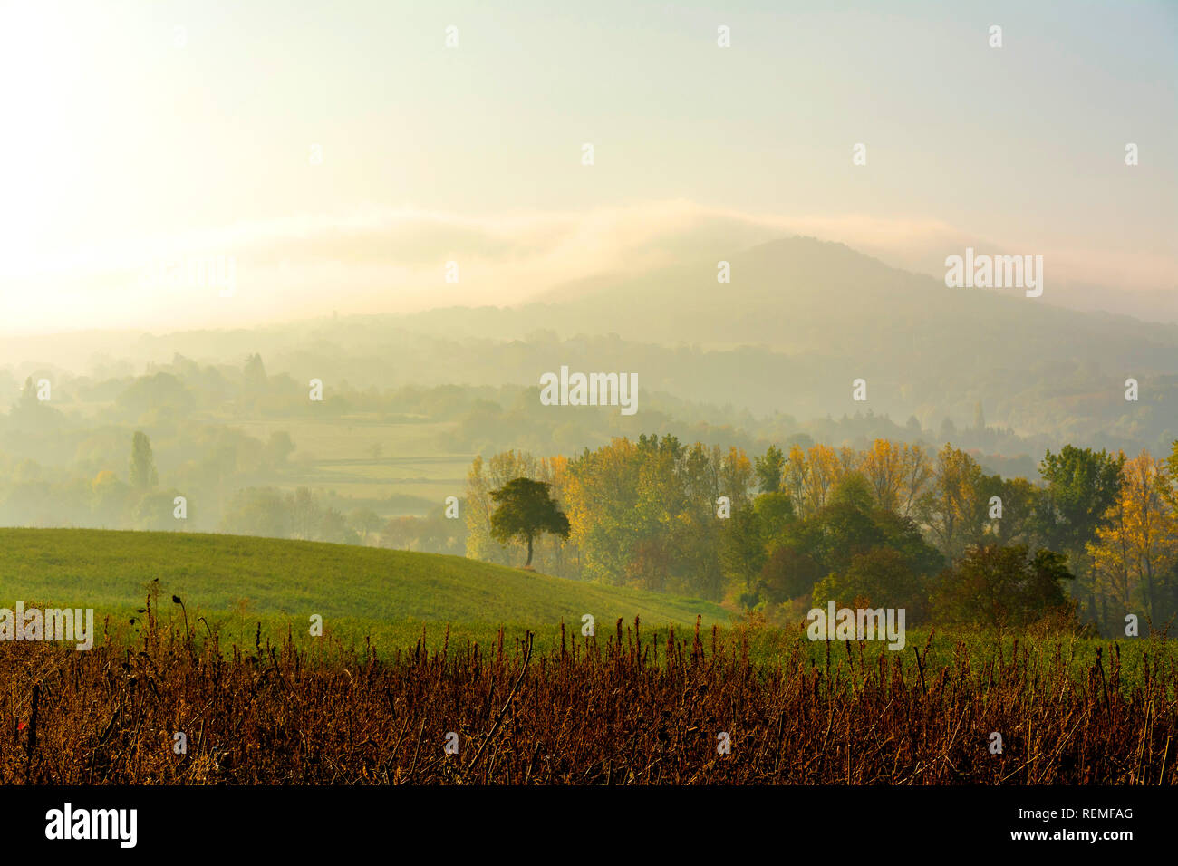 Isolated tree in the mist, Puy de Dome department, Auvergne Rhone Alpes, France, Europe Stock Photo