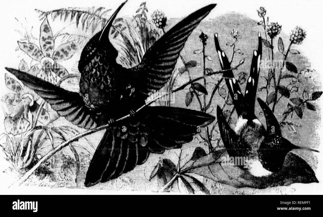 . The illustrated natural history [microform]. Birds; Natural history; Oiseaux; Sciences naturelles. r . if %. BOLIVIA VIOLKT-EAR. mw,i,./,.)i,, !o!dla. yPAnKLINO-TAIL nU.MMING-UIUD.-lv,WM-Â«â Câ, &quot;III Hi, h tho ,vâl ,U.,â,.,Iâ,7â., ,ââ| ,,,|,s ,fc 3,,;! &quot;&quot; &quot;'W&quot;*''' &quot;&quot;^ &quot;'&quot;â â â m.lg-bi.-J III coloimiig a,âl f,â.,â t|â, ,â.â sra,.s a,,. ,,â:(,. ,M,mbv wack in .â &lt;.,iâ ..iââ! .,,;,&quot;'â.': I, .,â,l'::. I'&quot;,:;&quot;',&quot; â .&quot;;!' &quot;:&lt;â '&quot;&quot;'Â« 'â i'&quot;'. i'eo iiliv;;-;^-S'tL&quot;;;,;^';;:?^ .^-'y. and the two Her Stock Photo