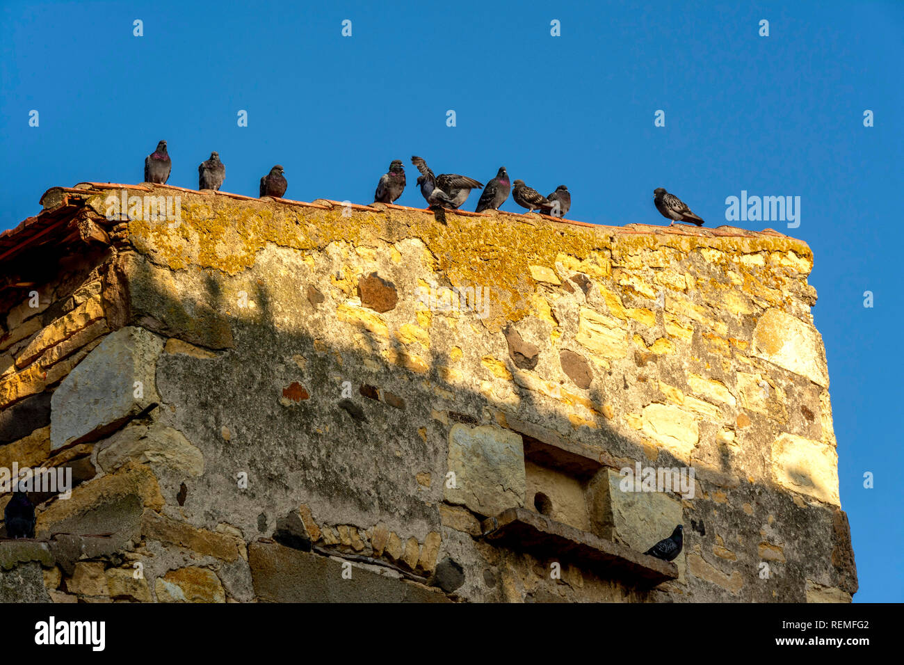 Pigeons on a roof, France Stock Photo
