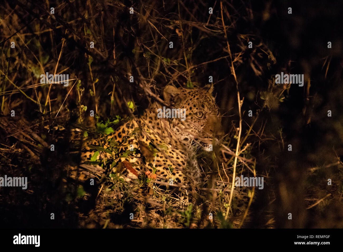 A Leopard resting on the ground at night in South Luangwa National Park ...