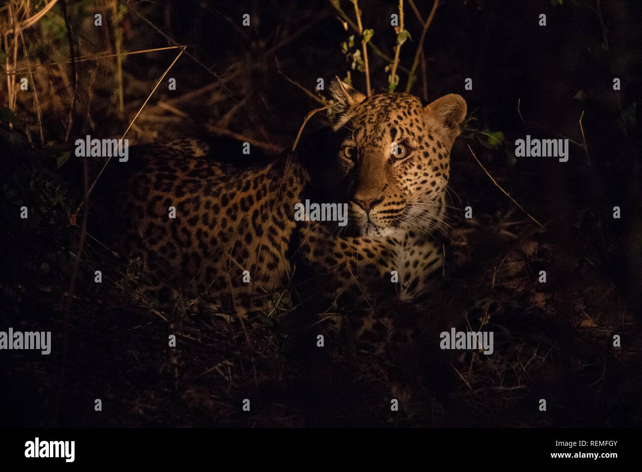 A Leopard resting on the ground at night in South Luangwa National Park ...