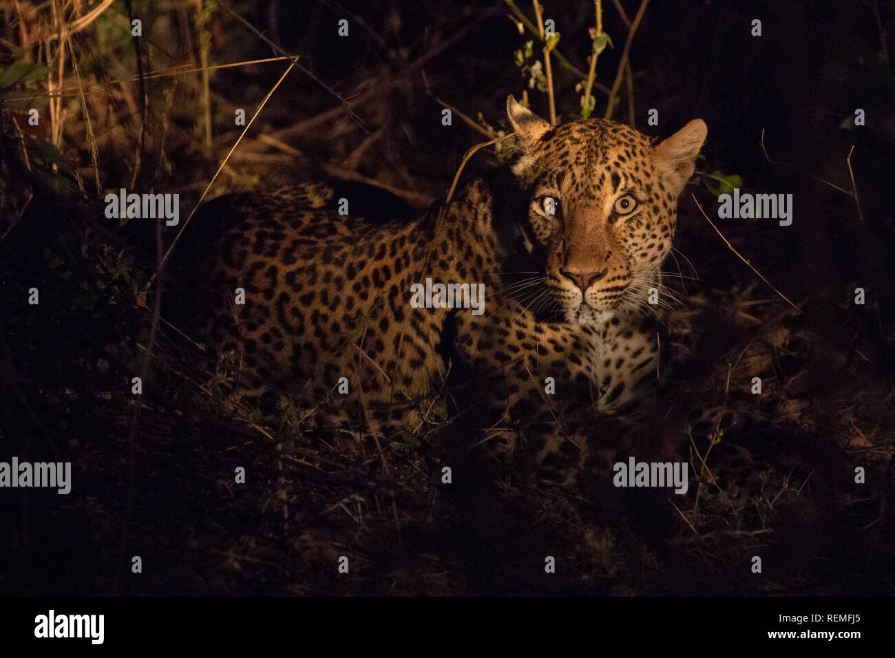A Leopard resting on the ground at night in South Luangwa National Park ...
