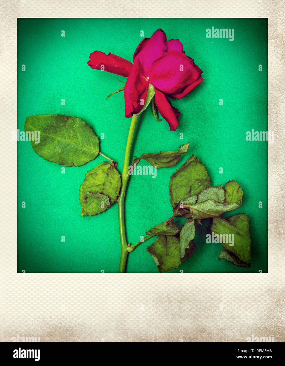 Polaroid effect of rose flower Stock Photo - Alamy
