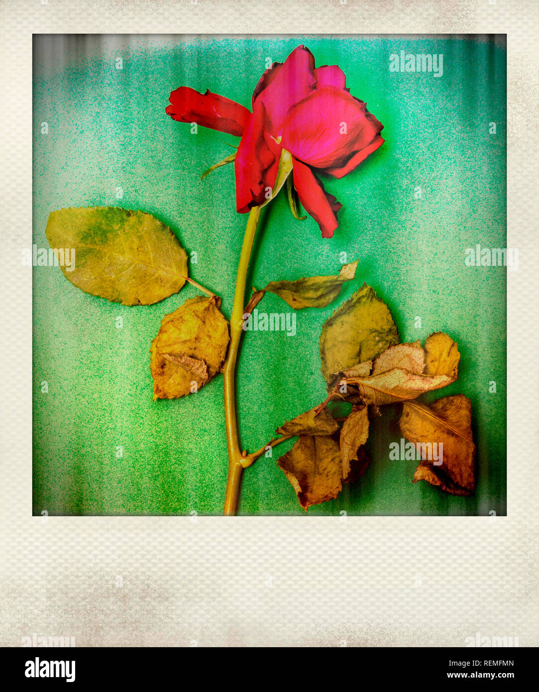 Green effect rose hi-res stock photography and images - Alamy