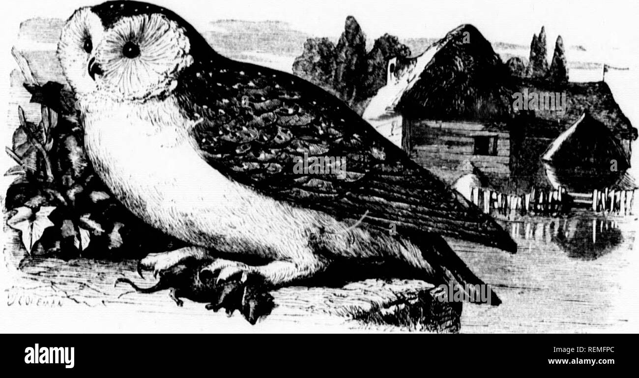 . The illustrated natural history [microform]. Birds; Natural history; Oiseaux; Sciences naturelles. ANKODUTK OK A TAME BAIIN OWL ,,, Urf .0 ,., ââ¢. ,â iââââiÂ«iu, ,â,âââ,ââ, ââ, ,^.,^^,â^ ^,^^^ .^ ^^^ ^^ ^^^^ ^^^^^^ ^ It soonicd to foar notliin^', mid to caro for notliinrr wlfi. ^. person c. u fr... l.ut tamo skylark, wl.irl. was a&quot;n m T o ^ n^ &quot;â¢''&quot;'&quot;â ' oxroinlnu, in (l.o opn, an.l to I'ura-o for fââl on its owâ arcou, vVh â m , '^'^ 1&quot;/^^&quot; willi tl,. ,Inâr or qualify of tl.. di.t tl.at was daily nISh'd ''' W J^ i&quot;&quot; tuf &quot;:'''r'','' &quot;'-l- Stock Photo