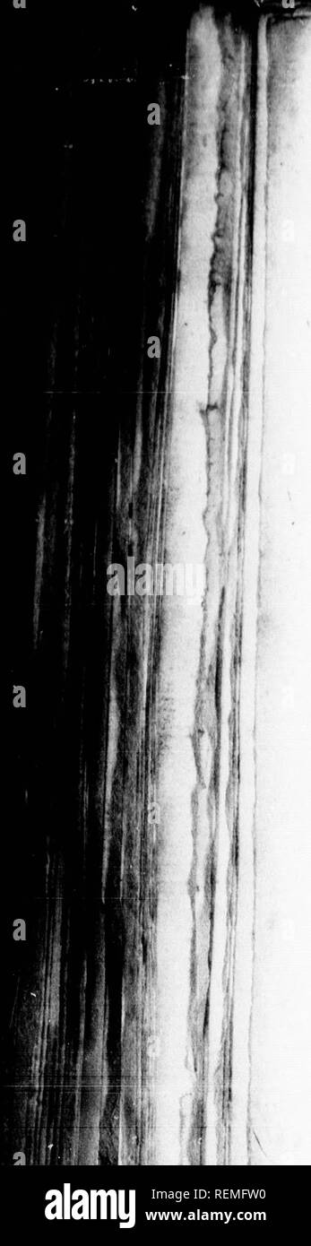 Page 7 Peti High Resolution Stock Photography And Images Alamy