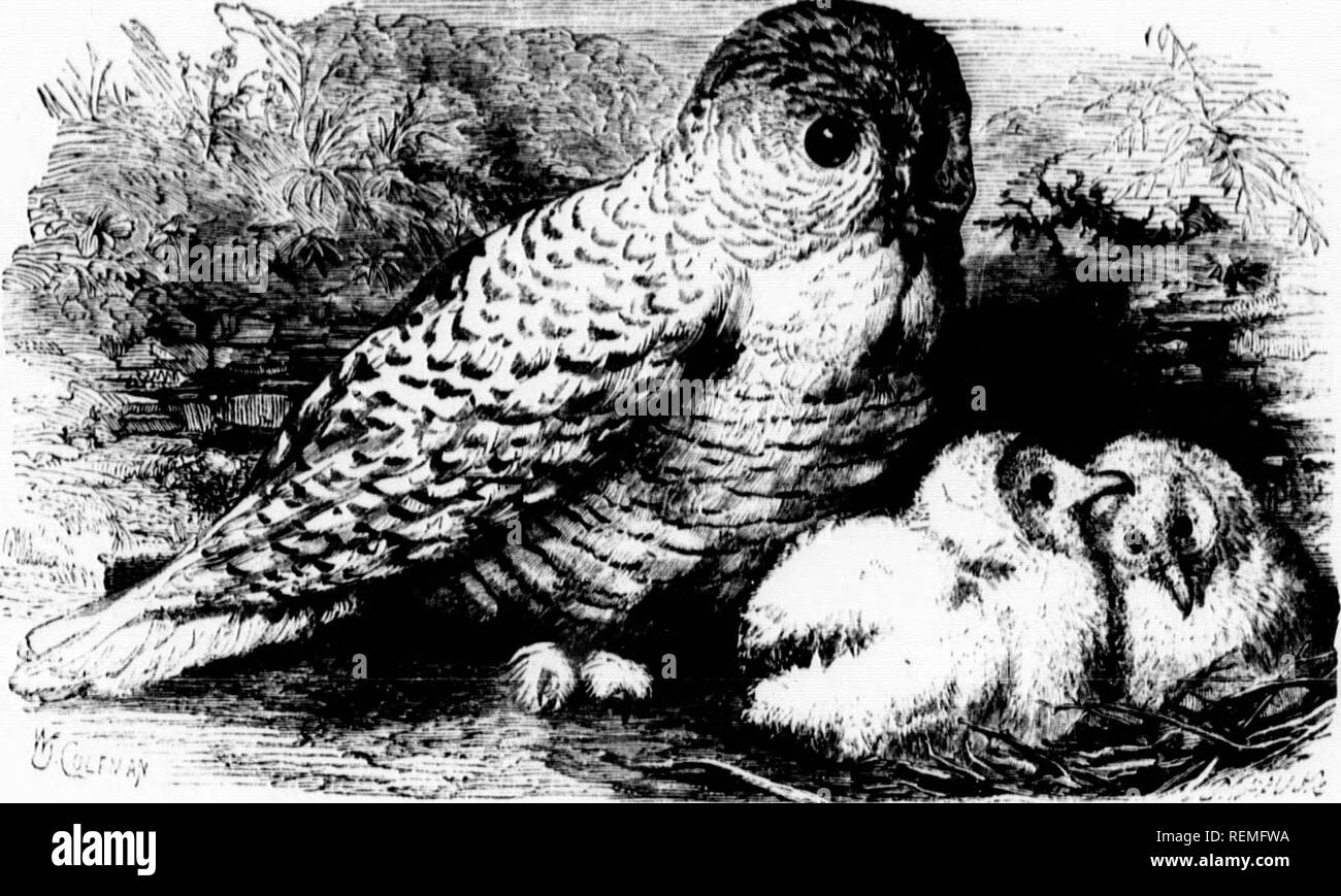 . The illustrated natural history [microform]. Birds; Natural history ...