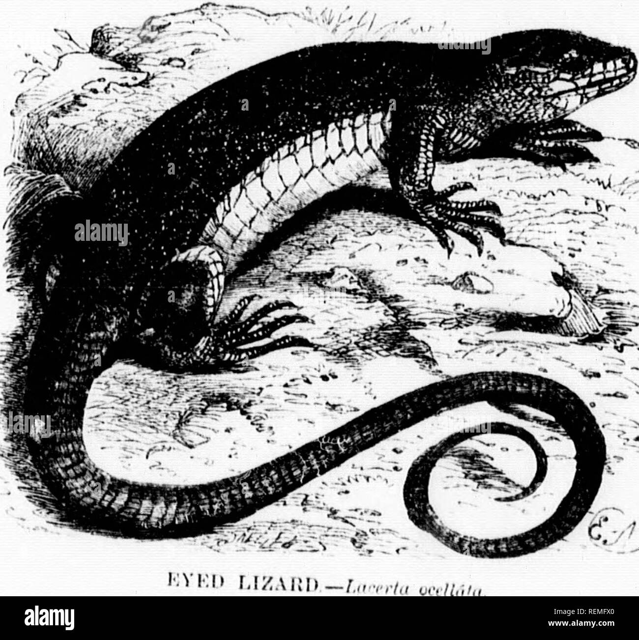 . The illustrated natural history [microform]. Reptiles; Fishes; Mollusks; Natural history; Reptiles; Poissons; Mollusques; Sciences naturelles. Â«I'AI,V I.IZAHI&gt;-^,â;/,â.â ,.;,. THE EYED LTZAr.D. 4, III.' gorse are always lurking among the grass, to the detriment of a tender skin Thev n,n swnn tolerably il thrown nto the water, but do not .seem to seek tl a elemenl '.nlm.tan y. I have genera ly bund that when Hung into M-ater, they lie L a sho im .|Uite iiiotKinless, with tlieir Innbs .y ^&quot; &quot;&quot; .1 siioir time , e.vtciided, and tail straiglit, as if be- i wildered with the sud Stock Photo