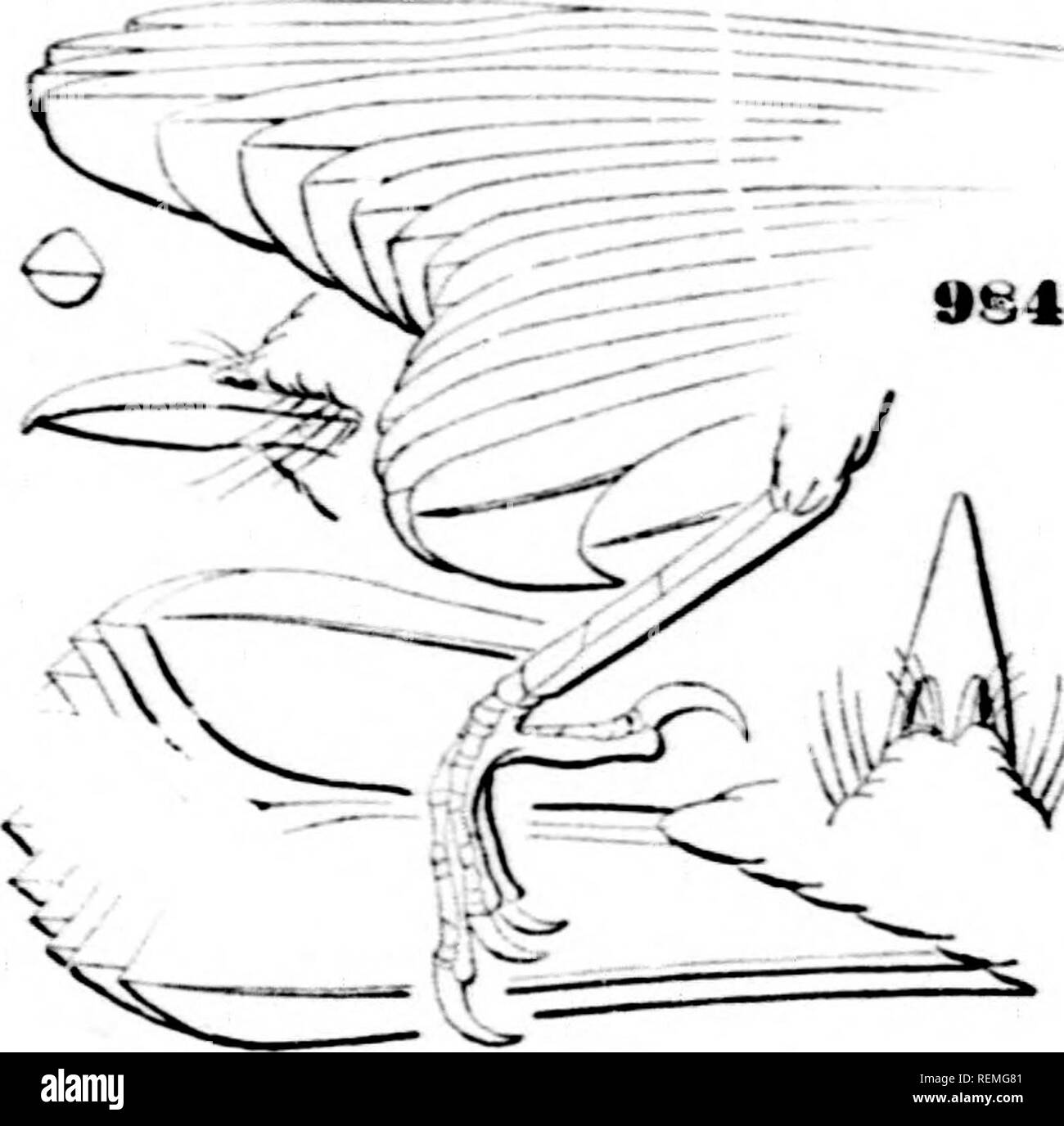 Oni Black And White Stock Photos Images Page 2 Alamy