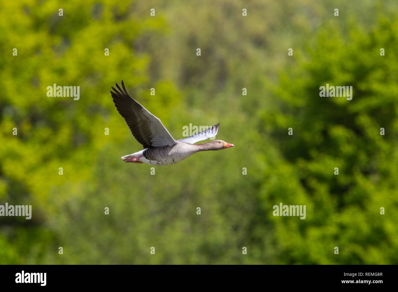 close view one natural gray goose (anser anser) flying in front of green trees Stock Photo