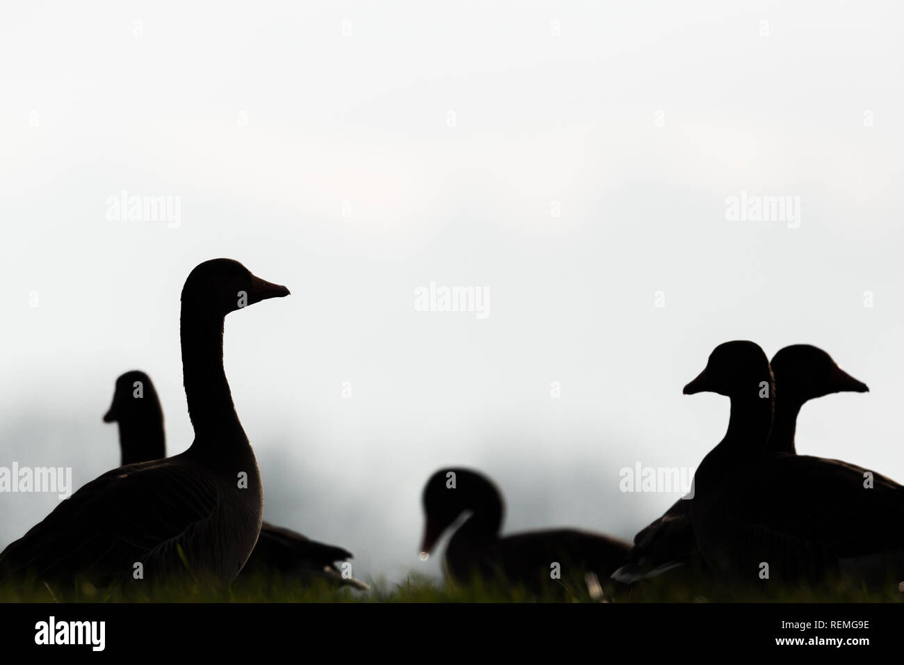dark silhouettes of natural gray geese in backlight, white background Stock Photo