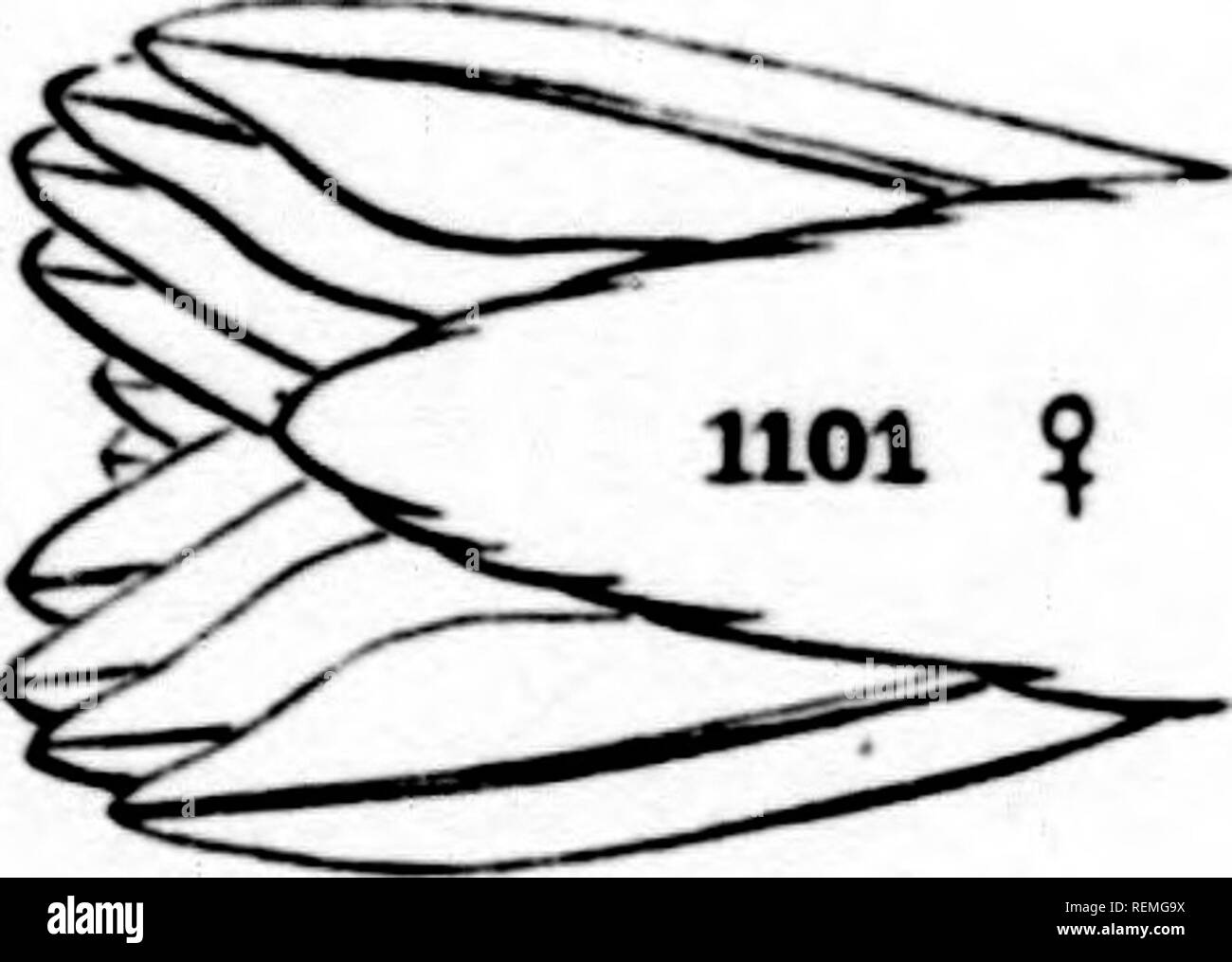 . A history of North American birds [microform] : land birds. Birds -- North America; Ornithology -- North American; Oiseaux -- Amérique du Nord; Ornithologie -- Amérique du Nord. TnocIIII.in.K TIIK HI'MMIXll ntliPS. 4t7 Pr. Cooper tliinks that lio met witli tliis species in Au^nist, 18r»:», on tlu^ suniniit of tiie Casciule MouiiUiins, luit mistook lliu specimens tor llie young Vjix in June, liS.&quot;&gt;'.), Mr. John Feilner tbund these birds breedin&quot;' near I'itt lliver, CuUiornia, and obtained their nests. Tliis species was obtained by Mr. Kidj^way only on the Kast IIund&gt;ol(lt M Stock Photo