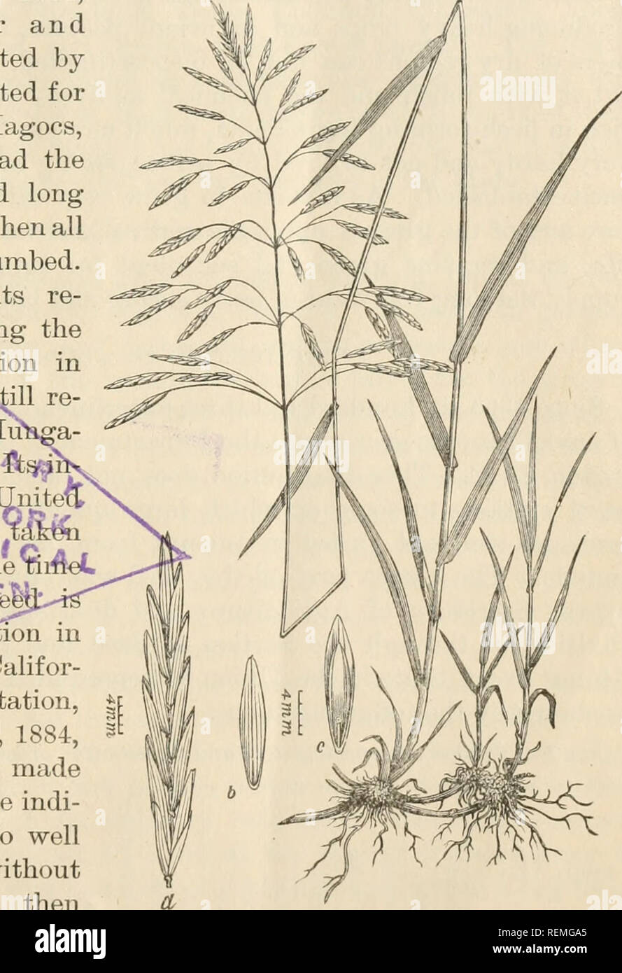 . Circular. Gramineae -- United States; Forage plants -- United States. Circular No. 18. (Agros. .54.) United States Department of Agriculture, DIVISION OF AGROSTOLOGY. [GRASS AND FORAGE PLANT INVESTIGATIONS.] r. Lamson-Scribner, Agrostologist. SMOOTH BROME-fiJRASS. S&gt; {Bromus inermis.) Smooth brome has been known in Europe for over one hundred and thirty years. The early agriculturists did not consider it of any value because of its creeping rootstocks, thus resembling the dreaded couch grass. In 1884, however, Stebler and Shroeter demonstrated by experiments conducted for thirty years at  Stock Photo