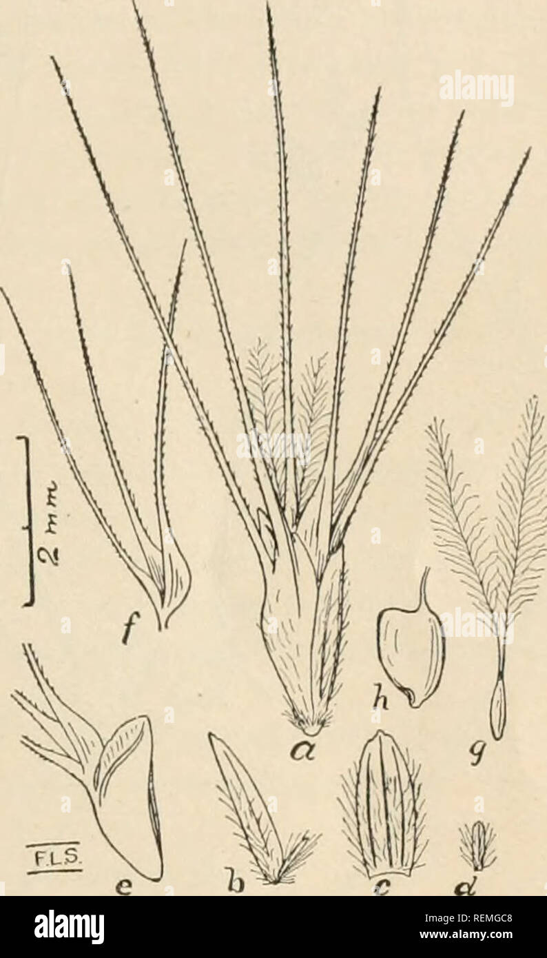 . Circular. Gramineae -- United States; Forage plants -- United States. Sect. II. Privglcochloa Scribn.* (as a genns). First empty glnnie of the pis- tillate spikelet linear, little shorter than the second; flowering glume of the fertile flower shortly 3-cleft; the 2-3 sterile ones many awned above. O. Pringlei (Scribn.) Hack. (Fig. 5.) Mexico. The characters of OrcuttiaY-Asey, should be modified as follows: Cfpspitose, spreading annuals with large, many-flowered spikelets in terminal spikes; flow- ering glumes broad, many-nerved, and toothed or lobed at the broad apex. Species two, in Souther Stock Photo