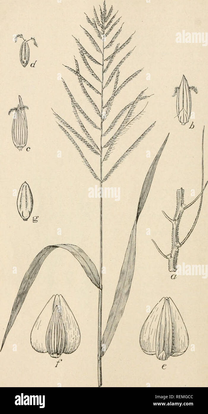 . Circular. Gramineae -- United States; Forage plants -- United States. 4 Fig. 'i.—Lrophorus it n isetitx: a, a portion of the rachis of one of the racemes; h, a spikelet show- ing back of the first and third glumes: o, a spikelet showing the many-nerved second glume; d, fourth or flowering glume seen from the back with the projecting styles and stigmas: e, spikelet in fruit, showing the tirst and third glumes and the liroad wing-like margins of the palea of the third glume: ;. the same as e, seen from the other side: (/. dorsal view of the fourth glume in fruit.. Please note that these images Stock Photo