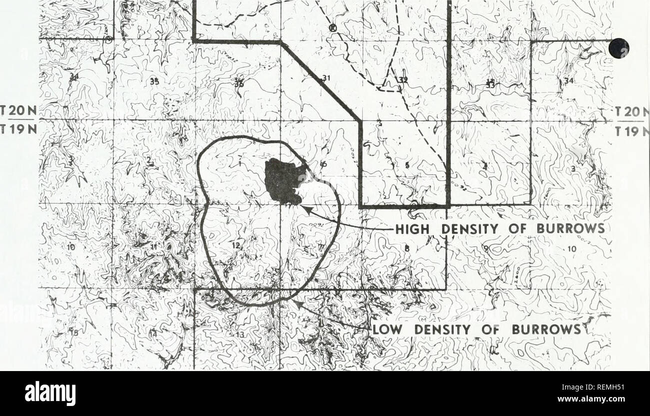 . Circle west wildlife baseline study : final report . Zoology; Game and game-birds. Table 18. Results of lagomorph survey. Circle West study area, Desert Cottontail Date Control Route Experimental Route White-tailed Jackrabbit Control Route Experimental Route October 27, 1977 0 October 28, 1977 0 October 29, 1977 1 Mean 0.33 0 1 2 1.00 14 13 12 9 9 9 11.7 10.33 R44E 'k^'mi^.. DENSITY OF BURROWS DENSITY OF BURROWST^ R45E Figure 25. Location of the Circle West mine study area prairie dog town. 90. Please note that these images are extracted from scanned page images that may have been digitally  Stock Photo